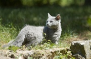 BRITISH SHORTHAIR C015